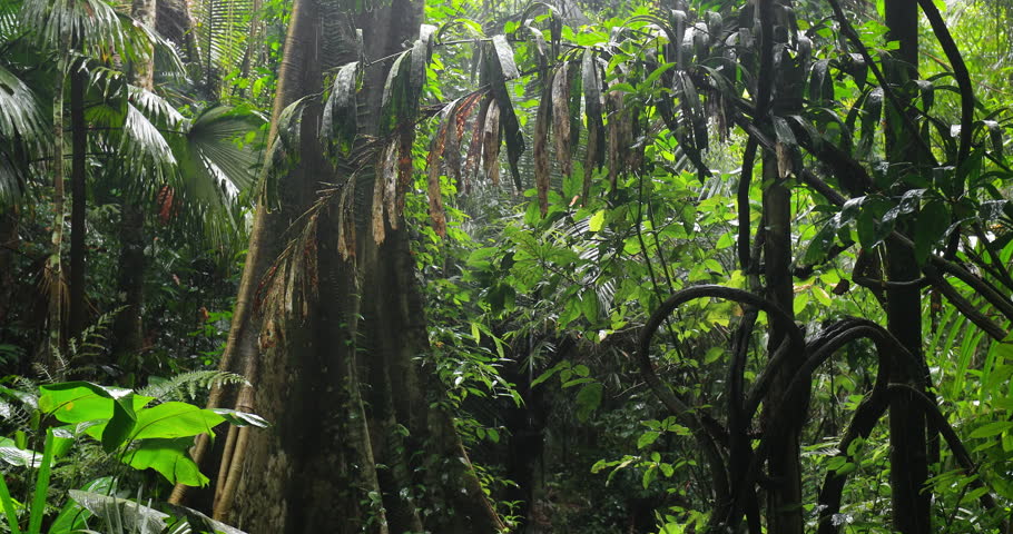Wet jungle plants under rain in rainforest. Tropical climate background