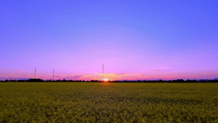 Beautiful Sunset over Yellow Agriculture Field with Clear Purple Sky.