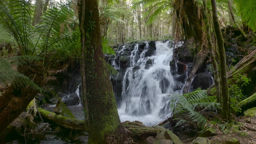 River flowing in forest. Waterfall in Tasmania fern lush