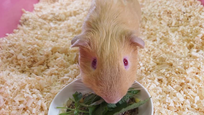 A blonde guinea pig with red eyes sits inside a pink cage. The pet eats fresh green leaves from a white bowl, surrounded by wood shavings.