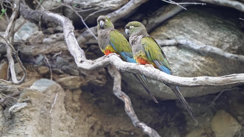 Pair of colorful burrowing parrots rest quietly on a gnarled branch in front of a rocky cliff face.