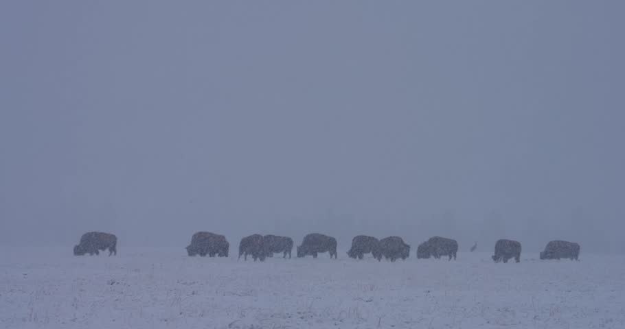 A herd of bison can be seen moving and grazing during a sudden snow storm, completely unbothered by the sudden shift in weather.