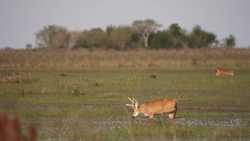 Male marsh deer slowly wades through shallow wetland grasses while another deer grazes in the distance.