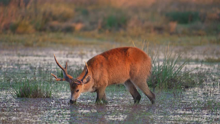Marsh deer with large antlers slowly walks through a shallow wetland, lowering its head to feed in warm sunset light.