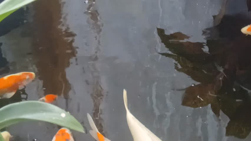 Beautiful koi fish swimming in a backyard pond with small artificial waterfall