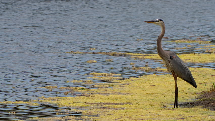 Great blue heron in a lake flies away