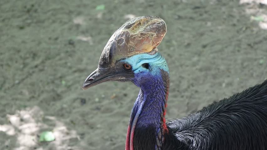Close-up profile shot of a Southern Cassowary (casuarius casuarius) looking around, showing its unique horn casque, blue neck skin, and bright red wattles on a sunny day.