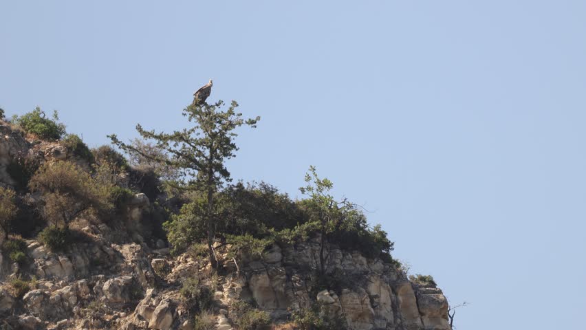Vulture perched on a pine tree in a Limassol forest