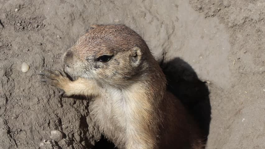 Close-up shot of a cute prairie dog (Cynomys ludovicianus) popping its head out of a dirt hole burrow, looking around curiously on a sunny day.