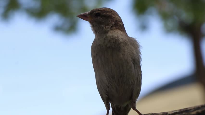 Close-up shot of a female house sparrow standing on a branch, looking around and preening its feathers