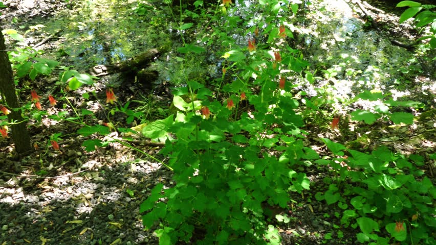 Wildflowers bloom near a sun-dappled forest pond with mossy logs