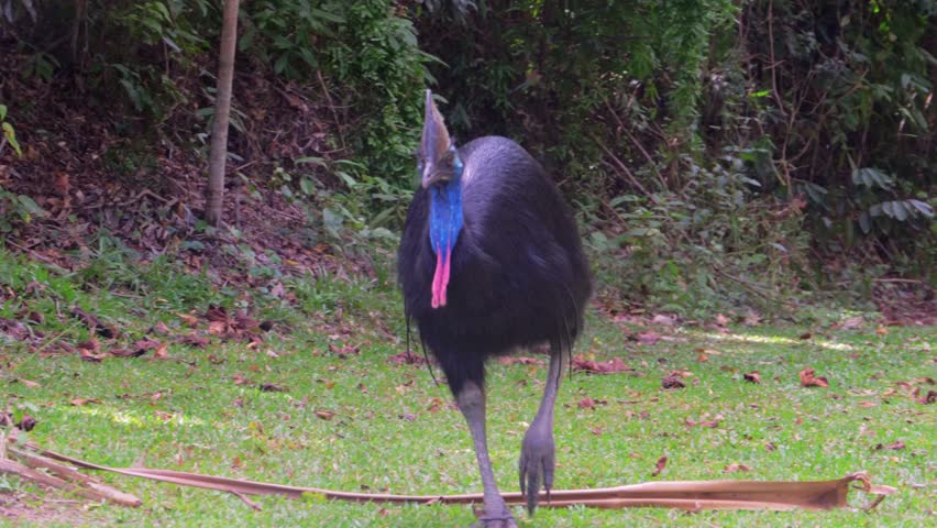 Southern cassowary walking through the lush tropical rainforest