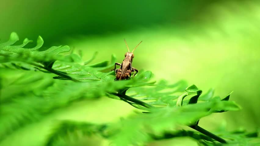 Macro shot of a small brown grasshopper on a leaf
