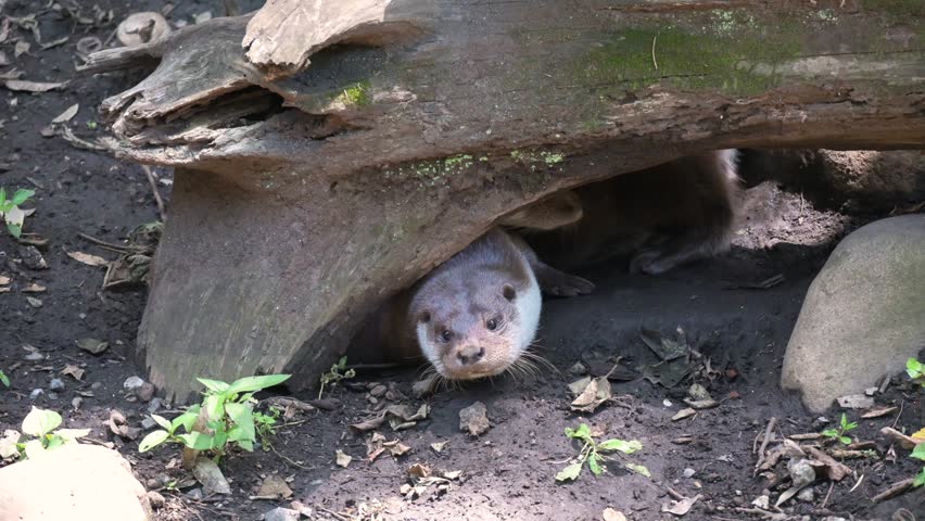 Couple of otters under the tree trunk.