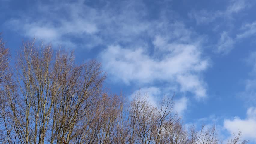 A cloud drift over leafless trees