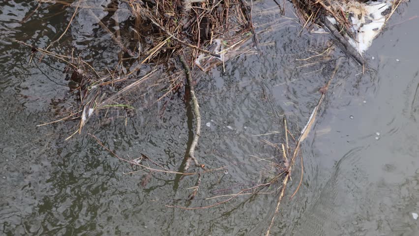 A slowly flowing stream with some wooden flotsam