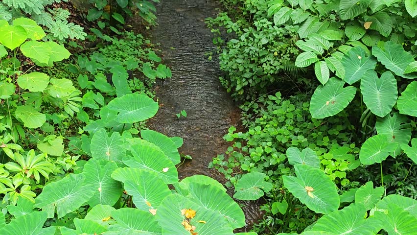  creek in the middle of the forest