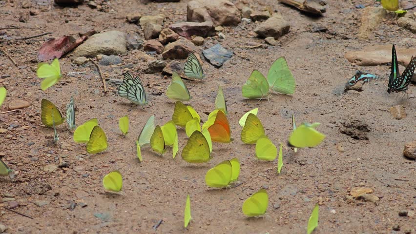 butterfly in the nature forest