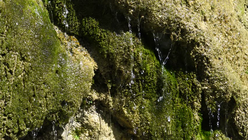 Water flows over a layer of moss emerging from a rock.