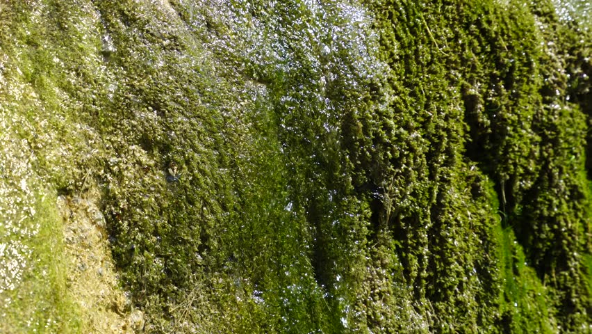 Water flows over a layer of moss emerging from a rock.