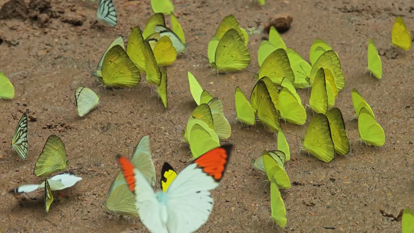 butterfly in the nature forest