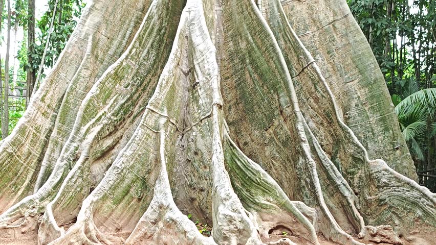 big trees in the forest