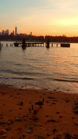 Canada geese on a riverbank with Manhattan skyline at dusk, Williamsburg, Brooklyn. Sandy shore with old wooden pier, calm water and warm peach colored sky.