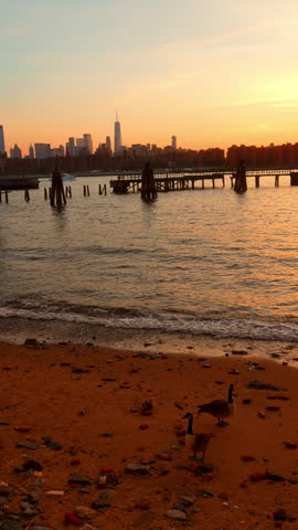 Canada geese on a sandy riverbank at sunset, Williamsburg, Brooklyn. Warm orange light over East River with old pier pilings and lower Manhattan skyline.