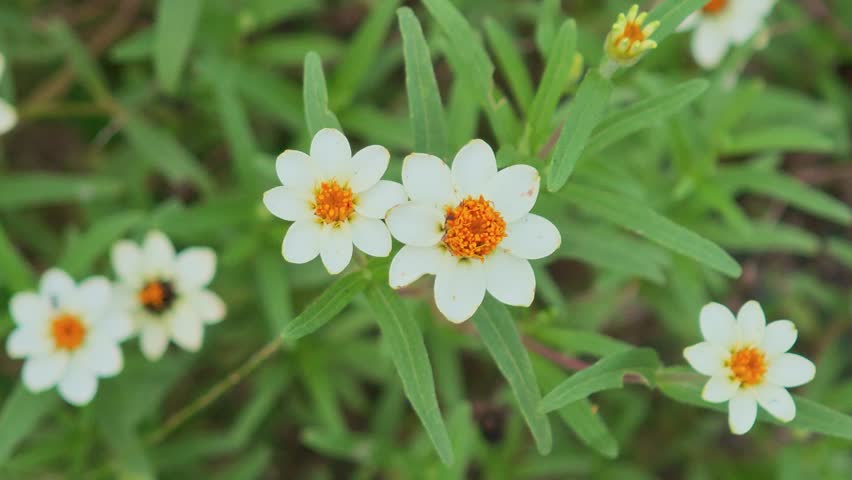 White flowers in the garden