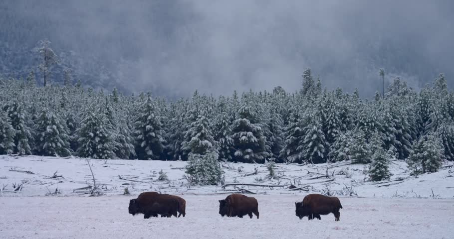 A herd of bison can be seen moving and grazing against an impressive Yellowstone backdrop of snow, forest and geothermal steam, accentuated by the cold temperatures.