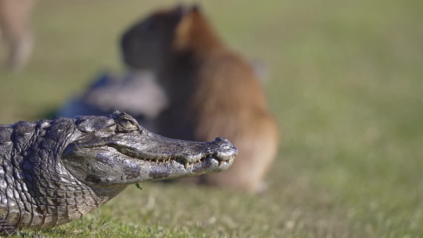 Caiman lounges beside a relaxed capybara on open grassland.