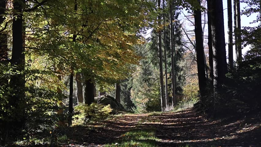 A Road Through an Autumn Forest 