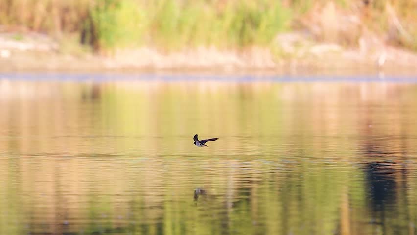 Two small birds chasing and skimming over golden reflective lake from approach to near finish