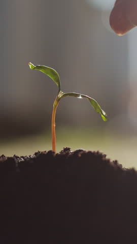 Vertical video Hand of woman watering a young plant tree growing on fertile soil in the morning light.