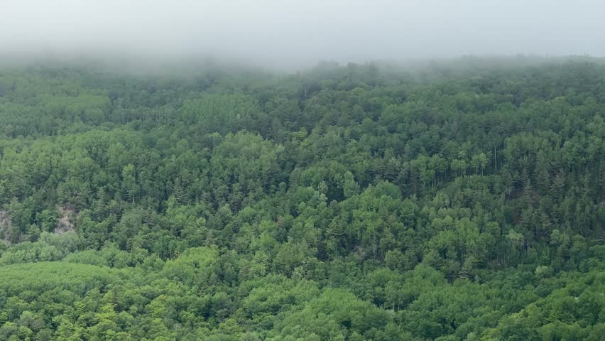 Foggy forest in the mountains. Nature background. the fog rises over the coniferous forest, Quebec, Canada.