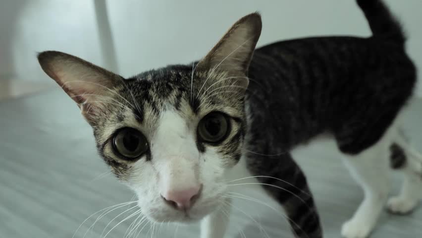Close-up image of a curious cat with large expressive eyes looking directly at the camera, showing detailed facial features and indoor setting.