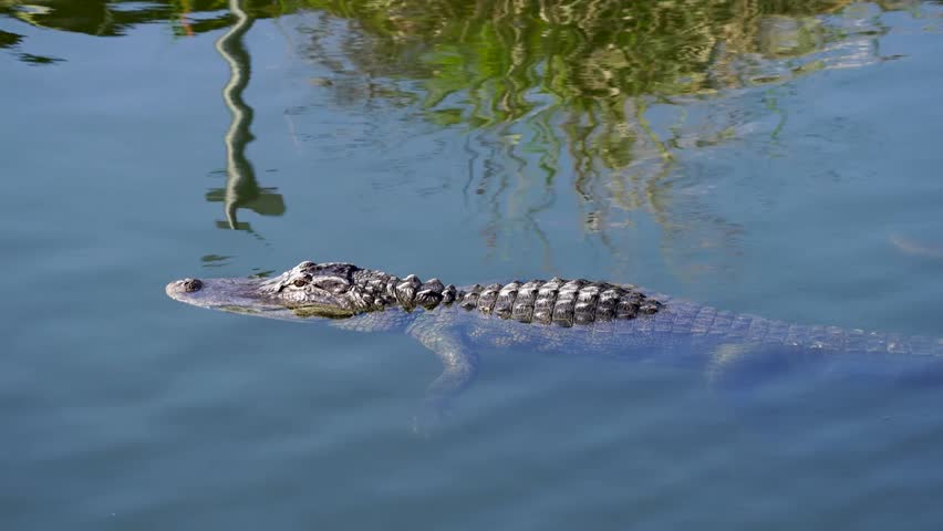American Alligator (Alligator mississippiensis) in its natural wetland habitat captured in stunning 4K resolution wildlife footage.