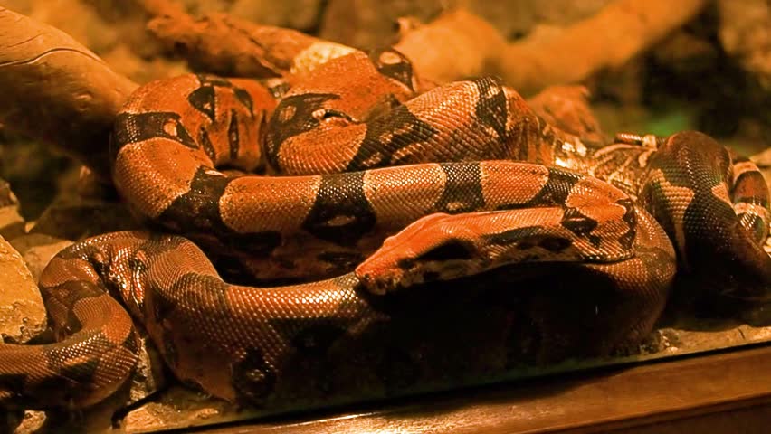 Horizontal close-up video of a boa constrictor snake on rocks in a city zoo terrarium enclosure, large reticulated reptile resting inside zoo park vivarium, wildlife animal in captivity