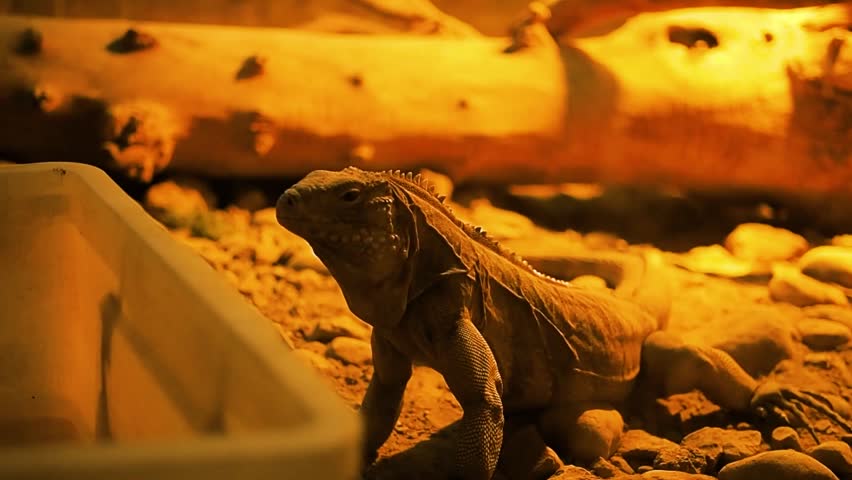 Horizontal video of a cuban ground iguana cyclura nubila looking at container at city zoo terrarium, large exotic lizard inside zoo park vivarium glass enclosure under warm light, captivity