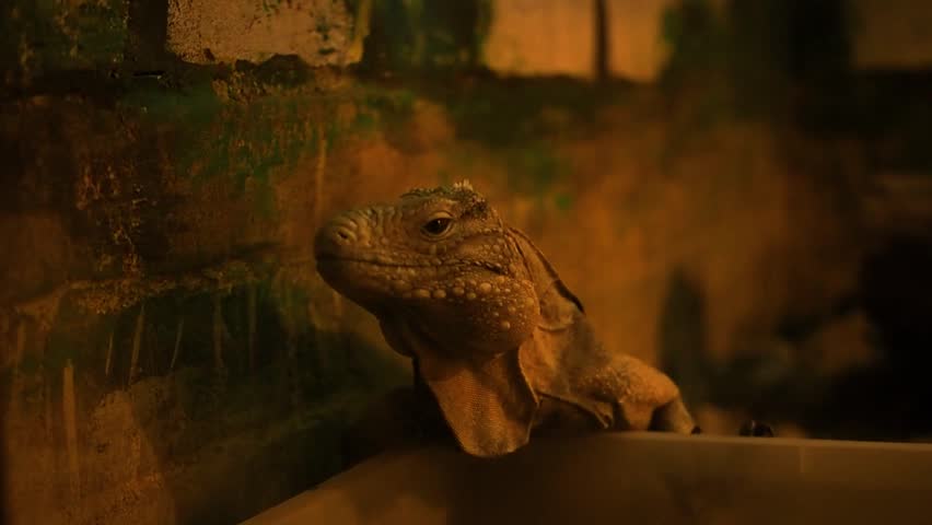 Horizontal close up video of a large cuban iguana cyclura nubila standing and gazing at city zoo terrarium, exotic ground iguana lizard inside zoo park vivarium glass enclosure, reptile in captivity