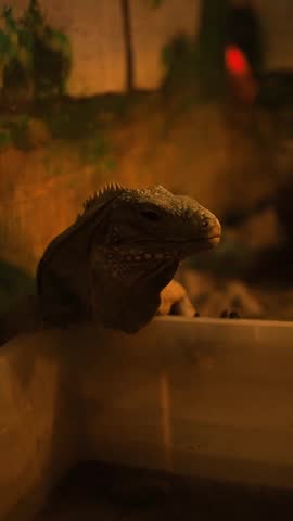 Vertical close up video of a large cuban iguana cyclura nubila standing and gazing at city zoo terrarium, exotic ground iguana lizard inside zoo park vivarium glass enclosure, reptile in captivity