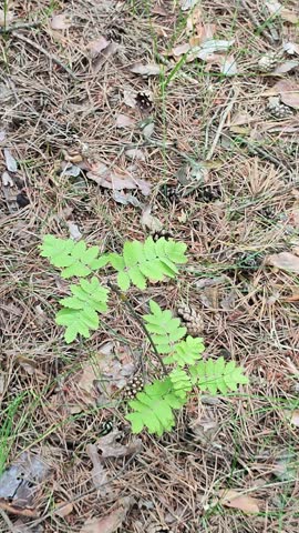Young mountain ash tree growing on the forest ground. Small green rowan sapling standing on the dried pine needle mulch in the woods. Nature environment view.