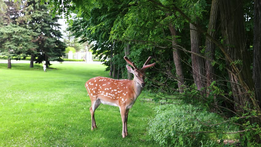 Whitetail deer doe browsing in the forest on a hot summer day.
