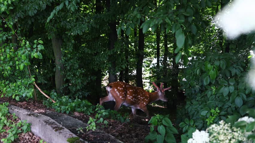 Whitetail deer doe browsing in the forest on a hot summer day.