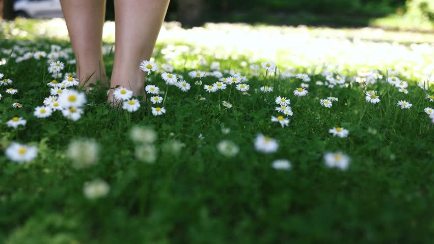 Female bare feet walking on blooming chamomile flowers in a sunny meadow. Natural summer background with wild daisies, ecology, wellness and peaceful lifestyle concept.