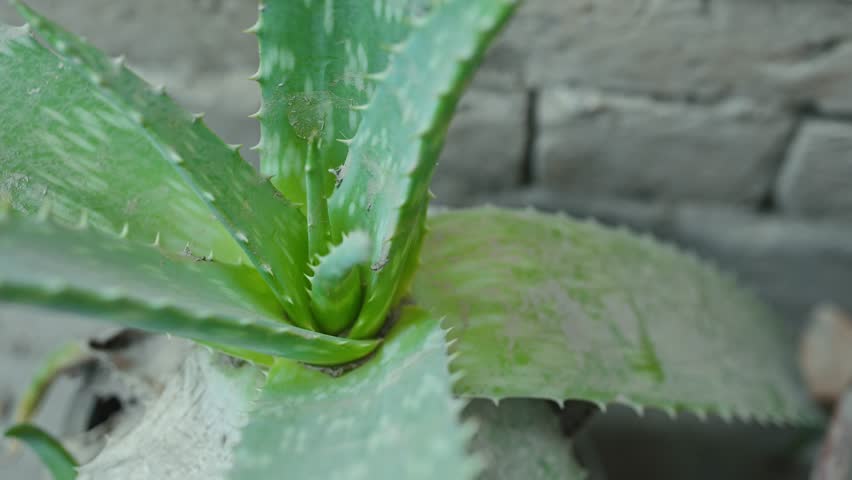 Aloe Vera Plant Close Up Natural Medicinal Succulent Leaves
