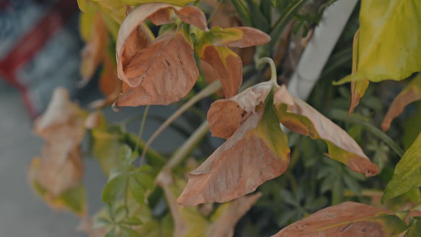 Dry Brown Leaves on Plant Close Up Showing Heat Stress and Drought Damage