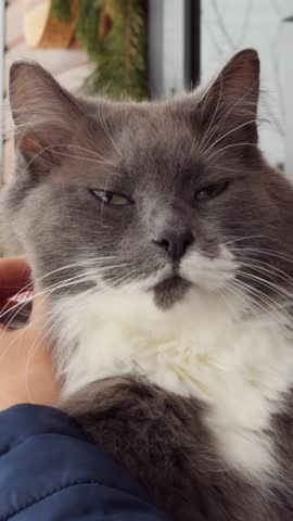 Gray and white cat being gently held turns head slowly, calm closeup portrait with green eyes, long fur, whiskers, soft indoor background light, focused on quiet motion and detailed fur texture.