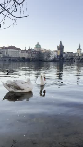 Swans glide across the calm waters of the Vltava River against the backdrop of Charles Bridge and Prague