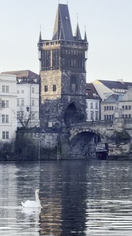 Swans glide across the calm waters of the Vltava River against the backdrop of Charles Bridge and Prague